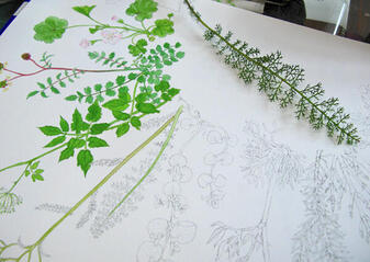 Détail des dessins botaniques de Linaigrette pour l'affiche Savoureux pestos sauvages : colorisation à l'aquarelle Détail des dessins botaniques de Linaigrette pour l'affiche Savoureux pestos sauvages : colorisation à l'aquarelle