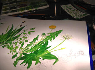 Détail des dessins botaniques de Linaigrette pour l'affiche Savoureux pestos sauvages : colorisation à l'aquarelle Détail des dessins botaniques de Linaigrette pour l'affiche Savoureux pestos sauvages : colorisation à l'aquarelle