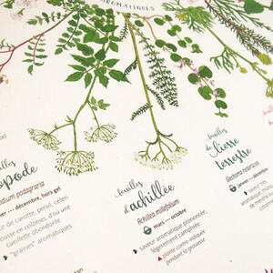 Détail de l'affiche Savoureux pestos sauvages : égopode, achillée, lierre terrestre... Détail de l'affiche Savoureux pestos sauvages : égopode, achillée, lierre terrestre...