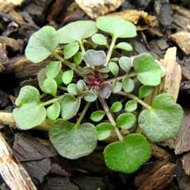 Image montrant une jeune cardamine, associée à l'affiche Savoureux pestos sauvages qui met en avant 21 plantes sauvages à pesto, avec des conseils de cueillette, des informations nutritionnelles et une recette simple pour régaler vos papilles.