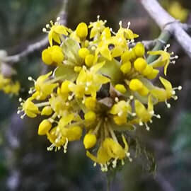 Inflorescence de cornouiller, illustrant un article du "Cahier pratique n°1" sur l'identification des cornouillers, mettant en lumière les différences entre les espèces comestibles et toxiques.