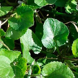 Image montrant des feuilles de violette pointant vers une affiche à la vente intitulée "Savoureux pestos sauvages", présentant des informations sur 21 plantes sauvages à pesto, y compris des conseils de cueillette, des recettes simples et des variantes cré