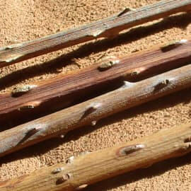 Image montrant des tiges de plantes sèches, accompagnée du Cahier pratique & sauvage n°4 de L'Aventure au coin du bois, mettant en avant un article de Genévrier sur la création de flammes par friction avec des plantes sauvages.