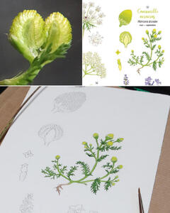 Détail des dessins botaniques de Linaigrette pour l'affiche Fleurs sauvages à déguster : observation à la loupe et aquarelle de camomille ananas Détail des dessins botaniques de Linaigrette pour l'affiche Fleurs sauvages à déguster : observation à la loupe et aquarelle de camomille ananas