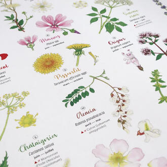 Détail des illustrations botaniques de l'affiches Fleurs sauvages à déguster, boissons & desserts : fenouil, pissenlit, acacia, églantine... Détail des illustrations botaniques de l'affiches Fleurs sauvages à déguster, boissons & desserts : fenouil, pissenlit, acacia, églantine...