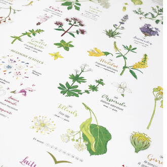 Détail des illustrations botaniques de l'affiches Fleurs sauvages à déguster, boissons & desserts : gaillet croisette, lavande, origan, mélilot, tilleul... Détail des illustrations botaniques de l'affiches Fleurs sauvages à déguster, boissons & desserts : gaillet croisette, lavande, origan, mélilot, tilleul...