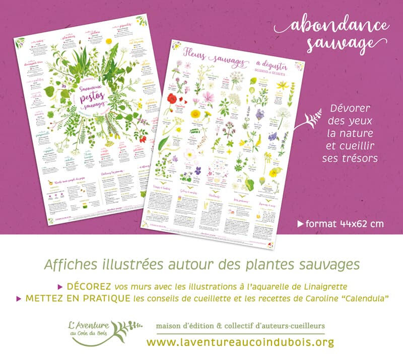 Collection d'affiches "Abondance sauvage" de L'Aventure au coin du bois, aquarelles botaniques et conseils de cueillette et de mise en pratique autour des plantes sauvages Collection d'affiches "Abondance sauvage" de L'Aventure au coin du bois, aquarelles botaniques et conseils de cueillette et de mise en pratique autour des plantes sauvages