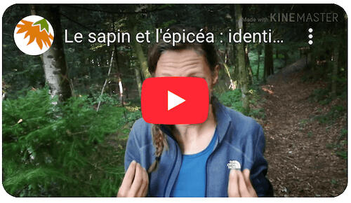 Le sapin et l’épicéa : identification & cuisine… à ne surtout pas confondre avec l’if !