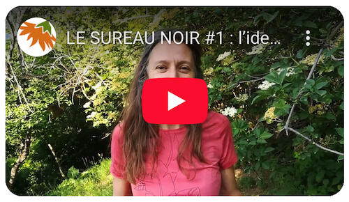 Le sureau noir : l'identifier et le distinguer du sureau hièble